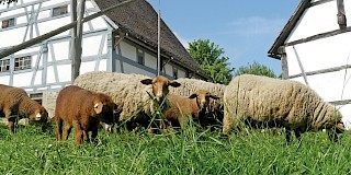 Mutterschafe und ihre Lämmer auf einer Wiese zwischen Bauernhäusern. Ein Schaf und ein Lamm blicken in die Kamera