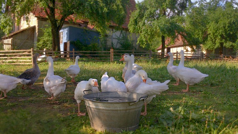 Einige Gänse auf einer Wiese, davor eine Zinkwanne mit Wasser, aus der eine Gans trinkt
