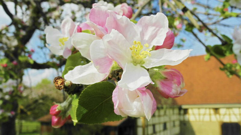Eine weiß-rosa Blüte, im Hintergrund ein Fachwerkhaus