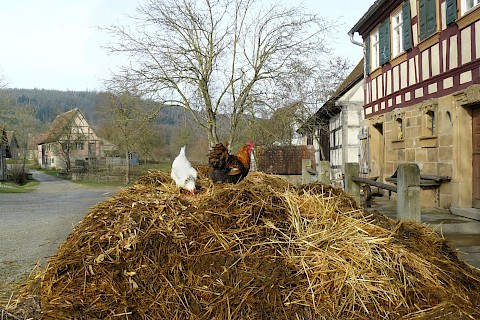 Ein Hahn und eine Henne auf einem Misthaufen