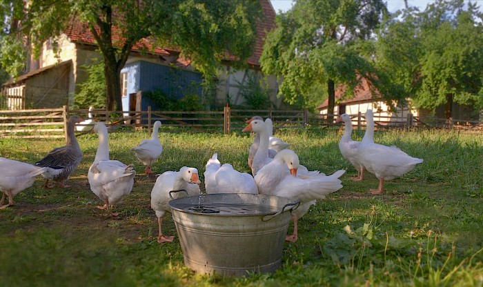 Gänse Seldnerhaus
